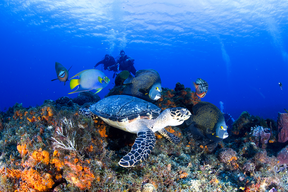 Cozumel snorkeling