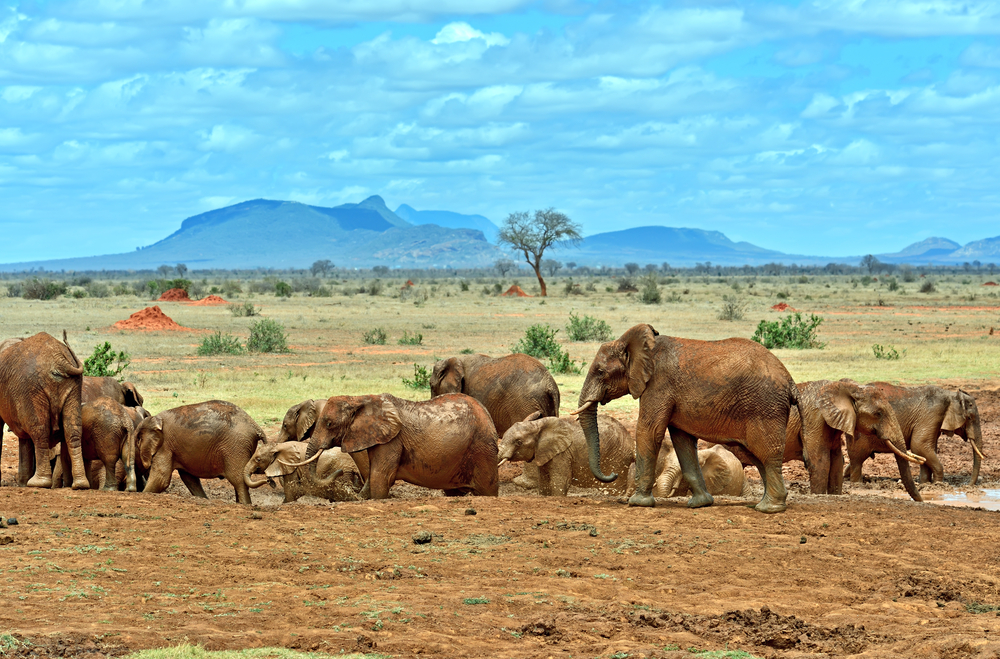 Tsavo East National Park in Kenya