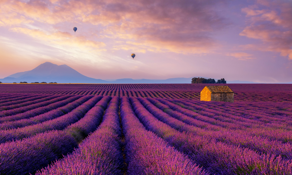 Campi di lavanda in Provenza