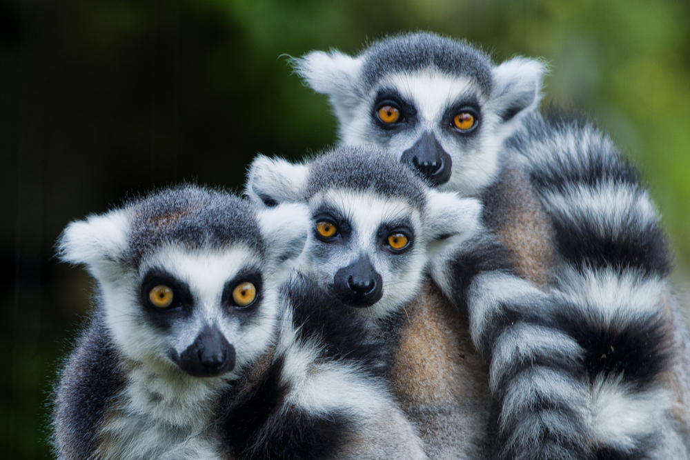 I lemuri del Madagascar