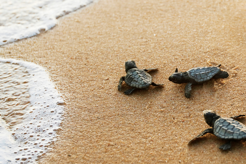 Tartaruga Caretta