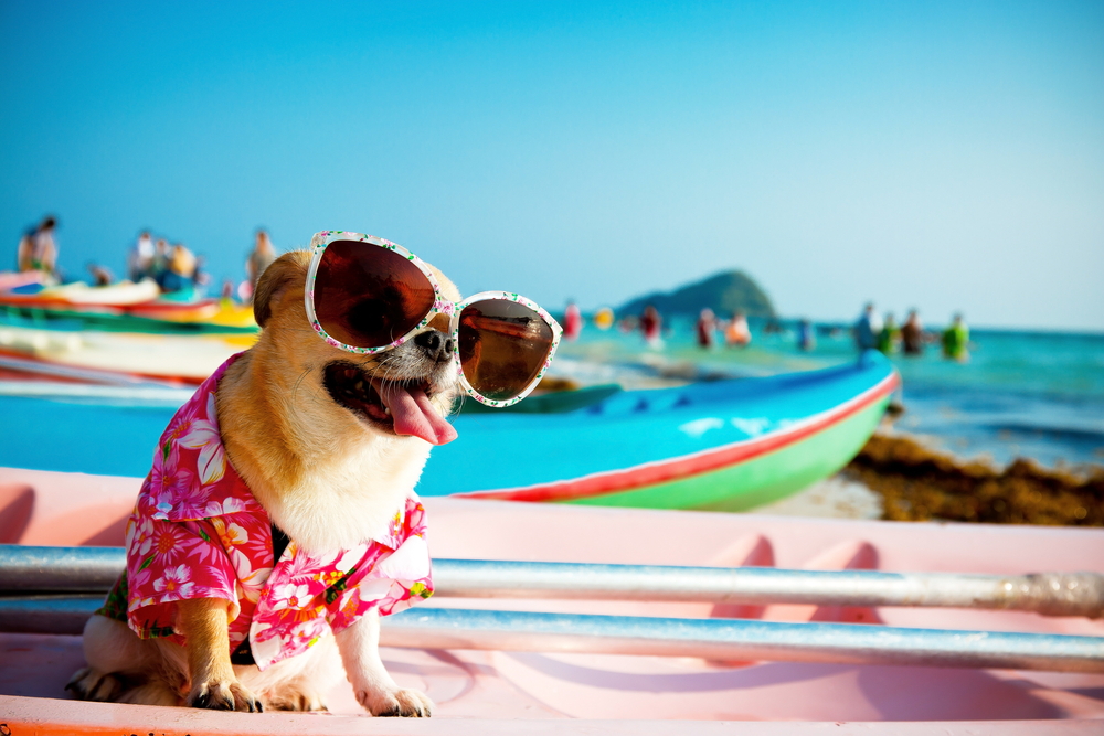 Spiagge per cani